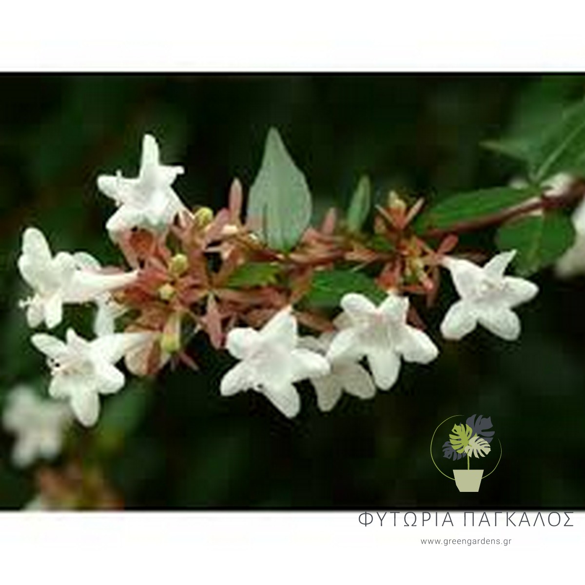 Αμπέλια (Abelia grandiflora) – Καλλωπιστικός Θάμνος με Άνθη - 2